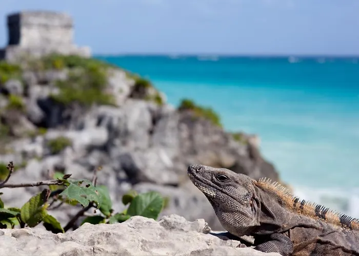 Beautiful In Paradise - Wifi, Ac Apartamento Akumal